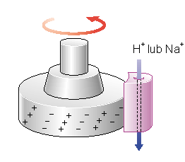 
				Rys. 4. Przypuszczalny model generowania obrotów rotora w wyniku elektrostatycznego oddziaływania pomiędzy strumieniem protonów lub jonów sodu przepływających przez tunel w białku statora MotA i MotB a ładunkami na powierzchni białkia rotora FliG.
			
			
