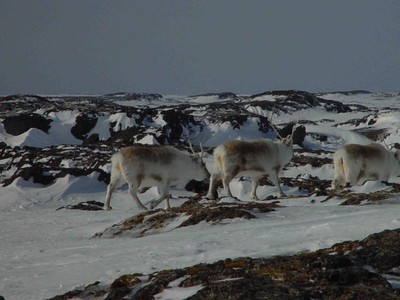 Krowy Svalbardu