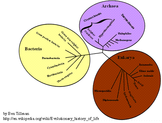 Phylogenetic tree