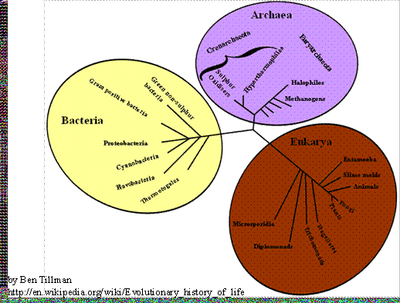 Phylogenetic tree