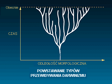 Rys. G: Powstawanie typów: przewidywania darwinizmu