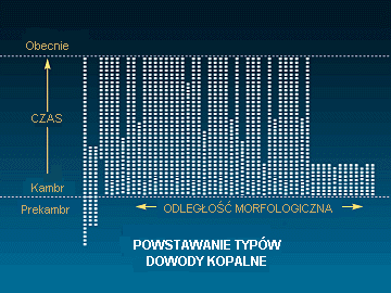 Rys. I: Powstawanie typów: dowody kopalne