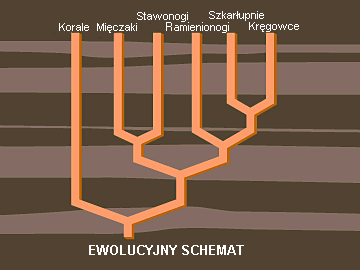 Rys. B: Ewolucyjny schemat pochodzenia prezentowany na wystawie "Życie poprzez czas: świadectwo na rzecz ewolucji".