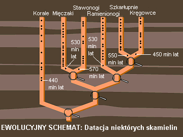 Rys. C: Zapis kopalny widziany poprzez pryzmat teorii ewolucji z datacją niektórych skamielin. Szkła powiększające w miejscach rozgałęzień poszczególnych linii mają "pokazywać" niewidocznych wspólnych przodków.