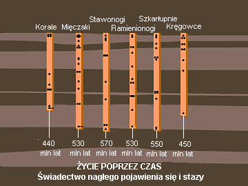 Rys. D: Tak wygląda zapis kopalny po usunięciu przez brzytwę Okhama ewolucjonistycznego pryzmatu.