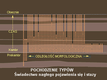 Rys. F: Pochodzenie typów: świadectwo nagłego pojawienia się i stazy.