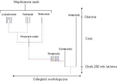 Rys. S1: Fakt ewolucji czy wyobraźnia faktu?