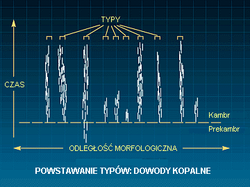 Rys. T: Powstawanie typów: dowody kopalne