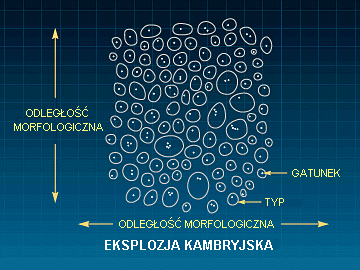 Rys. U: Eksplozja kambryjska