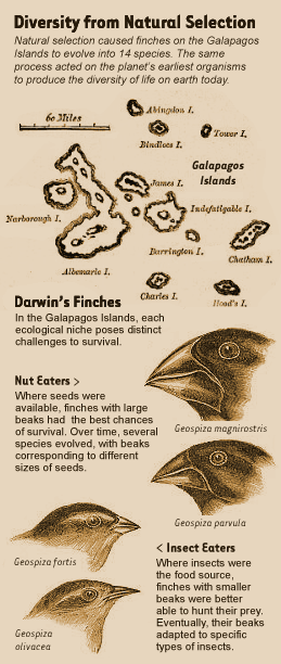 Darwin finches.gif