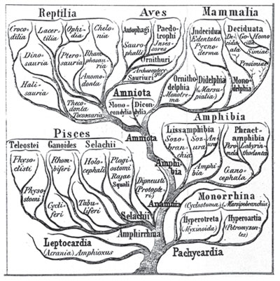Haeckel's tree of life.jpg