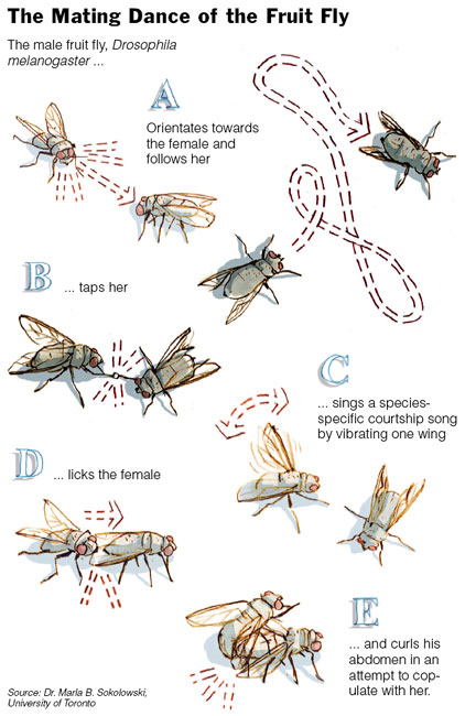 Mating Dance of the Fruit Fly.jpg