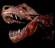 T. rex.jpg