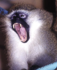 Monkey alarm.jpg