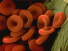 red blood cells.jpg