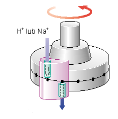
				Rys. 3. Model "kołowrotka". Zakłada on, że strumień protonów lub jonów sodu płynie przez specjalny tunel w białku statora, nastpnie przepływa przez część rotora napędzając go w ten sposób i sąsiednim tunelem w statorze spływa do wnętrza komórki.
			