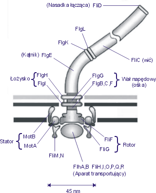 
				Rys. 5. Koncepcyjny schemat bakteryjnego silnika protonowego E. coli z oznaczeniem białkowych kompleksów składających się na ten układ. Białka FliF i FliG tworzą — składające się na rotor — pierścienie S i M z rysunku 2. Pierścienie statora tworzą białka MotA, MotB i FliM,N, a pierścienie łożyska L i P — białka FlgH i FlgI. Inne białka z grupy Flg tworzą ośkę (wał napędowy), kątnik i specjalną nasadkę mocującą do elastycznego kątnika długą spiralną wić. Aparat transportujący to specjalne urządzenie regulujące dopływ poszczególnych podzespołów koniecznych do zmontowania silnika i wici.
			